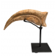 spinosaurus aegypticus claw