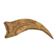 spinosaurus aegypticus claw