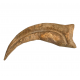 spinosaurus aegypticus claw