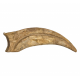 spinosaurus aegypticus claw