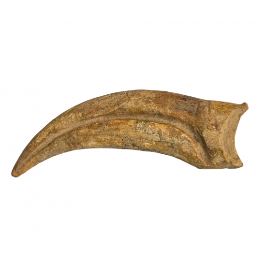 spinosaurus aegypticus claw