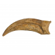 spinosaurus aegypticus claw