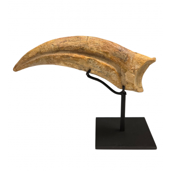 spinosaurus aegypticus claw