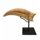spinosaurus aegypticus claw
