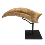 spinosaurus aegypticus claw