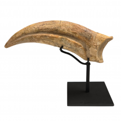 spinosaurus aegypticus claw