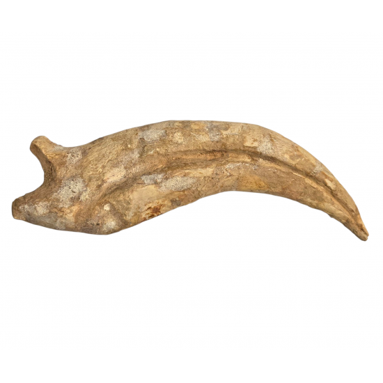 spinosaurus aegypticus claw