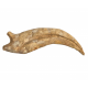 spinosaurus aegypticus claw