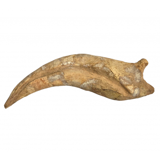 spinosaurus aegypticus claw