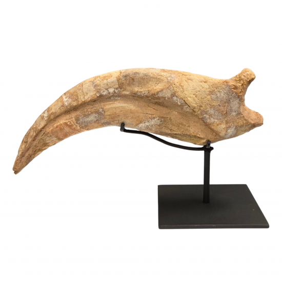 spinosaurus aegypticus claw