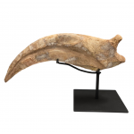 spinosaurus aegypticus claw