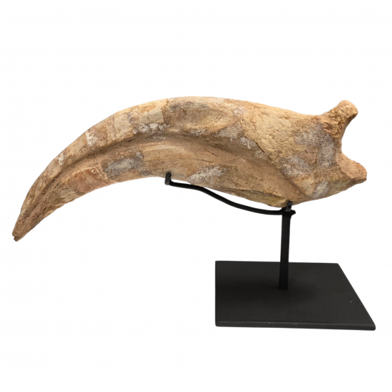spinosaurus aegypticus claw