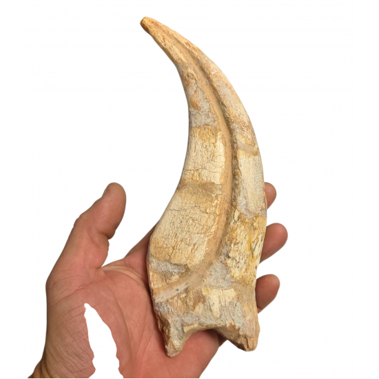 spinosaurus aegypticus claw