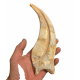 spinosaurus aegypticus claw