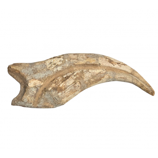 spinosaurus aegypticus claw