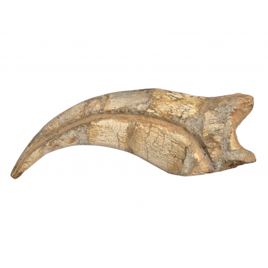spinosaurus aegypticus claw