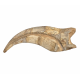 spinosaurus aegypticus claw