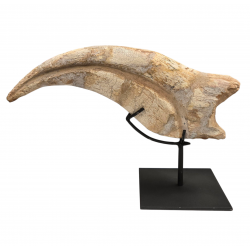 spinosaurus aegypticus claw