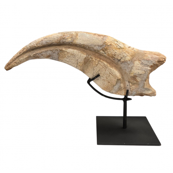 spinosaurus aegypticus claw