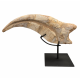 spinosaurus aegypticus claw
