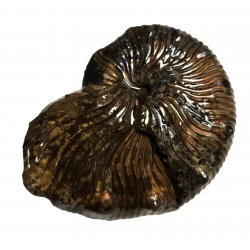 Hoploscaphites landesi