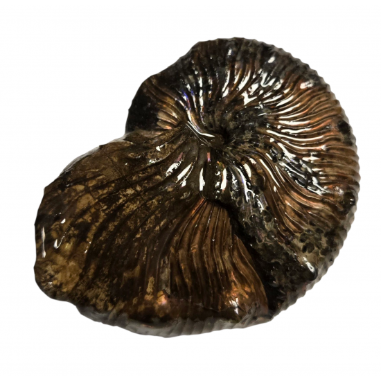 Hoploscaphites landesi