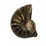 Eutrephoceras nebrascensis