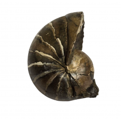 Eutrephoceras nebrascensis