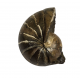 Eutrephoceras nebrascensis