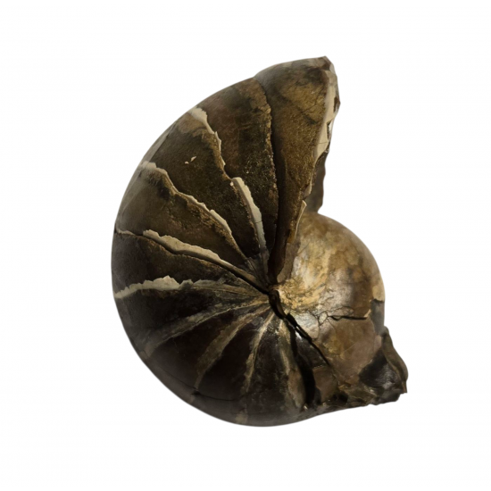 Eutrephoceras nebrascensis