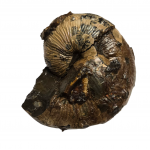 Scaphites nodosus