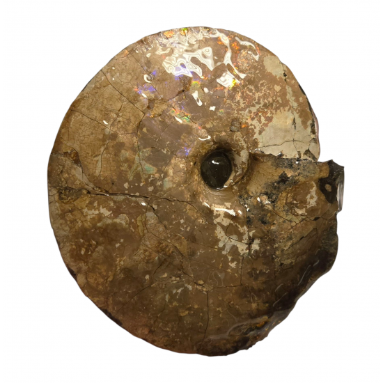 Placenticeras costatum