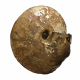 Placenticeras costatum