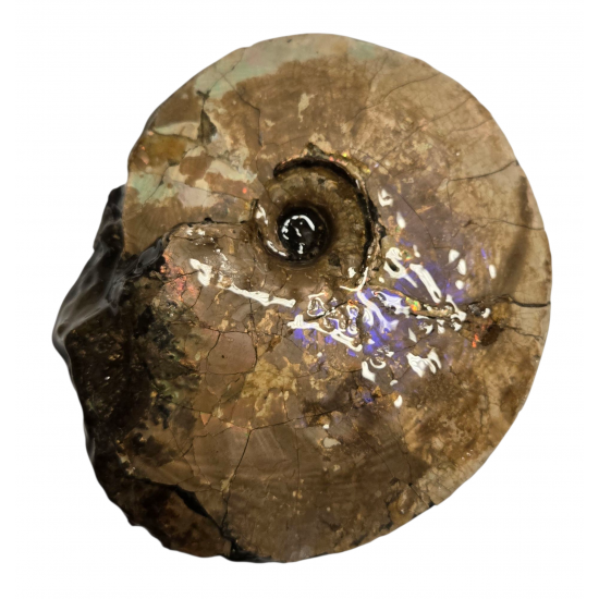 Placenticeras costatum