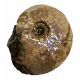 Placenticeras costatum