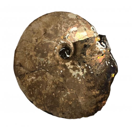 Placenticeras costatum