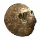 Placenticeras costatum
