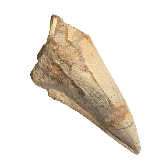 spinosaurus aegypticus (claw)