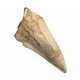 spinosaurus aegypticus (claw)