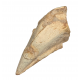 spinosaurus aegypticus (claw)