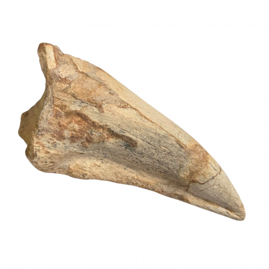 spinosaurus aegypticus (claw)