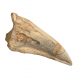 spinosaurus aegypticus (claw)