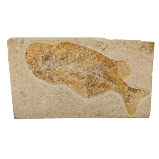 Phareodus encaustus