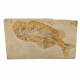 Phareodus encaustus