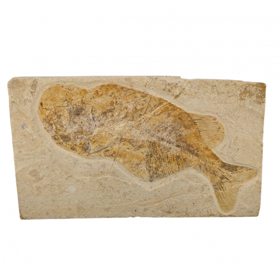 Phareodus encaustus