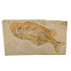 Phareodus encaustus
