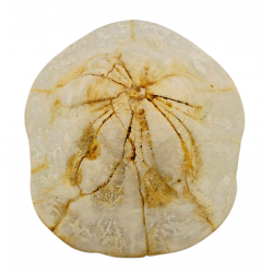 Clypeaster cerullii