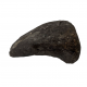 Camarasaurus lentus digit with claw