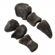 Camarasaurus lentus digit with claw