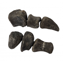 Camarasaurus lentus digit with claw